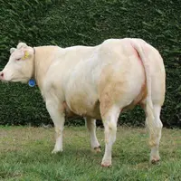 donneuse d'embryons de race Inra95