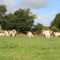 Les leviers actionnés pour accroître le taux d’autonomie des élevages bovins viande tournent principalement autour de la modification et de l’optimisa