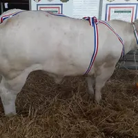 festival de la viande d'Evron 2020