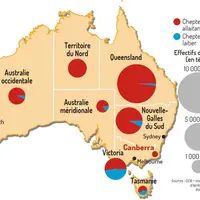 cheptel bovin en australie