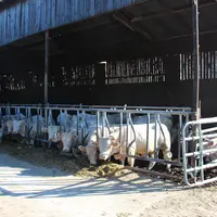 bâtiment quarantaine en élevage jeunes bovins charolais