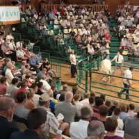 vente nationale aux enchères charolais expansion
