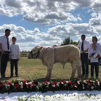 charolaise concours national des veaux 2020