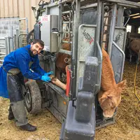 parage des pieds bovins viande