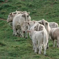 charolaises au pré