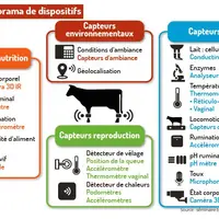 infographie les capteurs en élevage