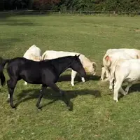 pâturage bovins équins