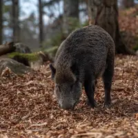 sanglier