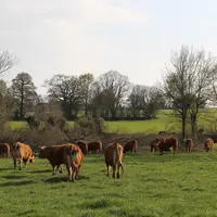 boeufs limousins au pré