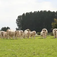 charolaises au pré