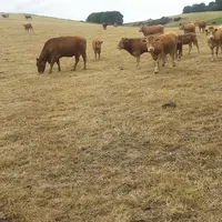 pâturage vaches allaitantes sécheresse