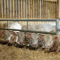 jeunes bovins charolais