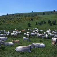 vaches gasconnes en estive Pyrénées