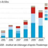 graph export bovins vifs en 2020