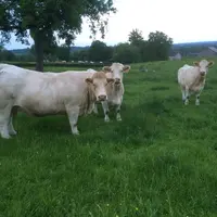 engraissement à l'herbe vaches charolaises