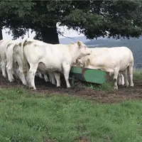 charolaises auge au pré