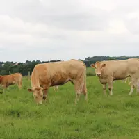 vaches blondes au pâturage