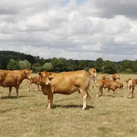 Découvert pour la première fois aux États-Unis en 1955, le virus de la maladie hémorragique épizootique affecte principalement les cerfs de Virginie e