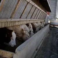Elevage de bovins viande au Québec.
