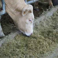 alimentation auge ration complète