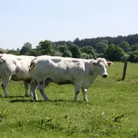 Elevage de Blanc Bleu Belge en Wallonie.