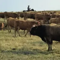 Comme ici au Kazakhstan, l'Ukraine dispose de créales de terres et de main d'oeuvre et affiche une réelle volonté de développer l'élevage.