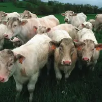 Limiter la présence d’animaux improductifs est un des moyens les plus efficaces pour améliorer 
les performances de production 
et environnementales