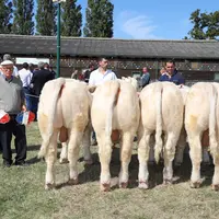 concours charolais veaux