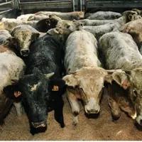 L’offre en maigre est trop conséquente 
à l’automne puis insuffisante au printemps surtout en Charolais et race rustiques.