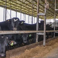 broutards sud-americains engraissés en Turquie