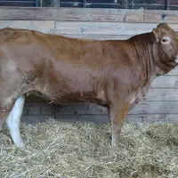 génisse vente Lanaud juin 2021