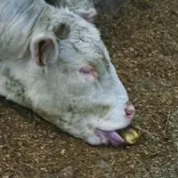 L'étranglement reste un risque très modéré. Les vaches croquent les pommes de terre au même titre qu'une betterave.
