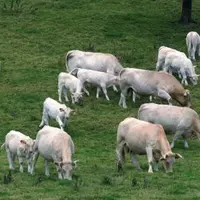 Des groupes de travail vont définir les critères du nouveau soutien à l'herbe et de la nouvelle aide aux fourrages. Les décisions doivent être prises