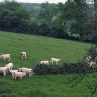 Les mâles peuvent être valorisés en filière bio soit en bœufs, en « barons » ou 
en veaux sous la mère.