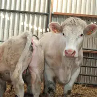 La conduite d'élevage des génisses doit être intensive et les croissances régulières. La première année et la première lactation sont des périodes clé