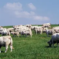 Une assurance multirisques pour prairie pourrait remplacer les indemnités versées par le FNGRA.
