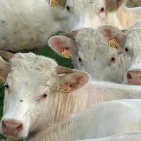 Un point clé : éviter les croissances à contretemps avec une valorisation nulle du pâturage et une ration hivernale à coût élevé.