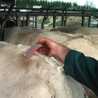 Le patch est une technique facile à mettre en oeuvre et peu coûteuse. Collé sur la croupe, il se colore quand il y a chevauchement.