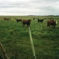 Le cheptel se compose de vaches pour la plupart croisées, avec une base de Hereford et des taureaux Angus rouge