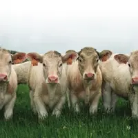 Le produit viande est en lien direct avec le rendement de l’atelier.