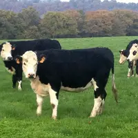 A la demande de Charal, EMC2 élevage développe une production de bœufs et génisses croisé Hereford après que ce schéma ait été au préalable favorablem
