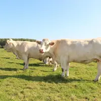 À chaque élevage sa stratégie d’utilisation de l’IA sexée.