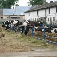La Pologne a exporté 42 000 téc (tonnes équivalent carcasse) de viande bovine réfrigérée sur les deux premiers mois de 2015.