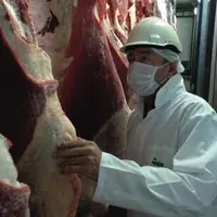 Au crochet, 
des carcasses de jeunes bovins holsteins passent à 
la découpe. Ils pourraient être classés O2.