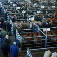Marché aux bestiaux de Laissac dans l'Aveyron. Les apports sur les marchés sont constitués à 77 % par les marchés de gré à gré.