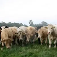Troupeau bovin irlandais.
