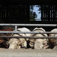 Le revenu des producteurs en bovins viande peut être très variable, en fonction de la dimension de l’exploitation, sa localisation, le type d’animaux