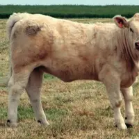 Broutarde charolasie génétiquement sans cornes.