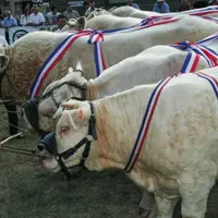 À côté des données chiffrées, la capacité à avoir un bon coup d’œil pour juger du devenir d’un animal reste essentiel pour le tri des animaux, que ce