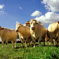 Pour le Salon de l'Agriculture, la filière charolais label rouge se mobilise pour rappeler au grand public toutes les valeurs que porte ce signe de qu